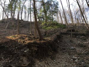 Eastern hemlocks are ideal for the Skaneateles Lake terrain because they grow well on steep slopes that border the lake.