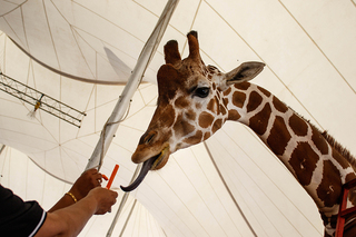 Fairgoers wave carrots in the air to attract the attention of one of the fair’s giraffes.